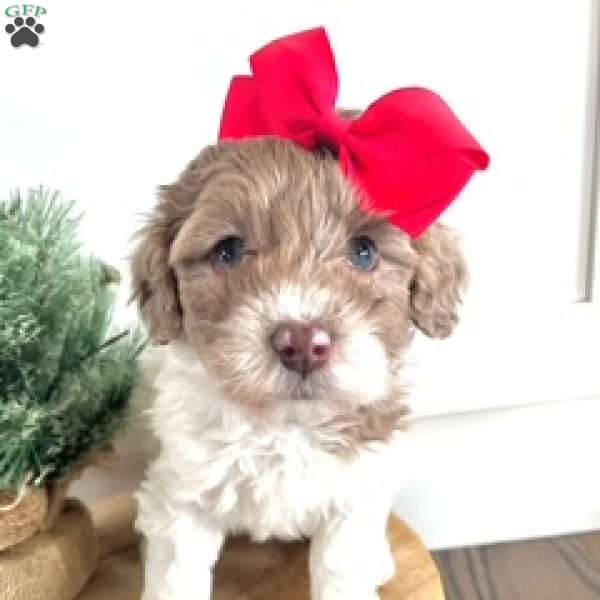 Spice, Miniature Poodle Mix Puppy